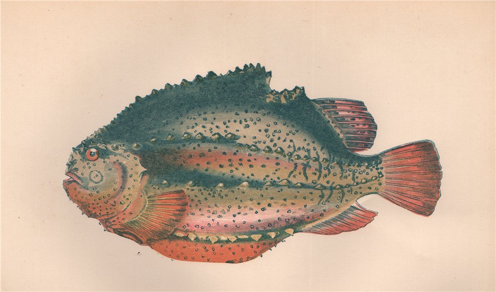 LUMPFISH. Cyclopterus lumpus, Lumpsucker, Henfish, Sea Owl. COUCH 1862 print